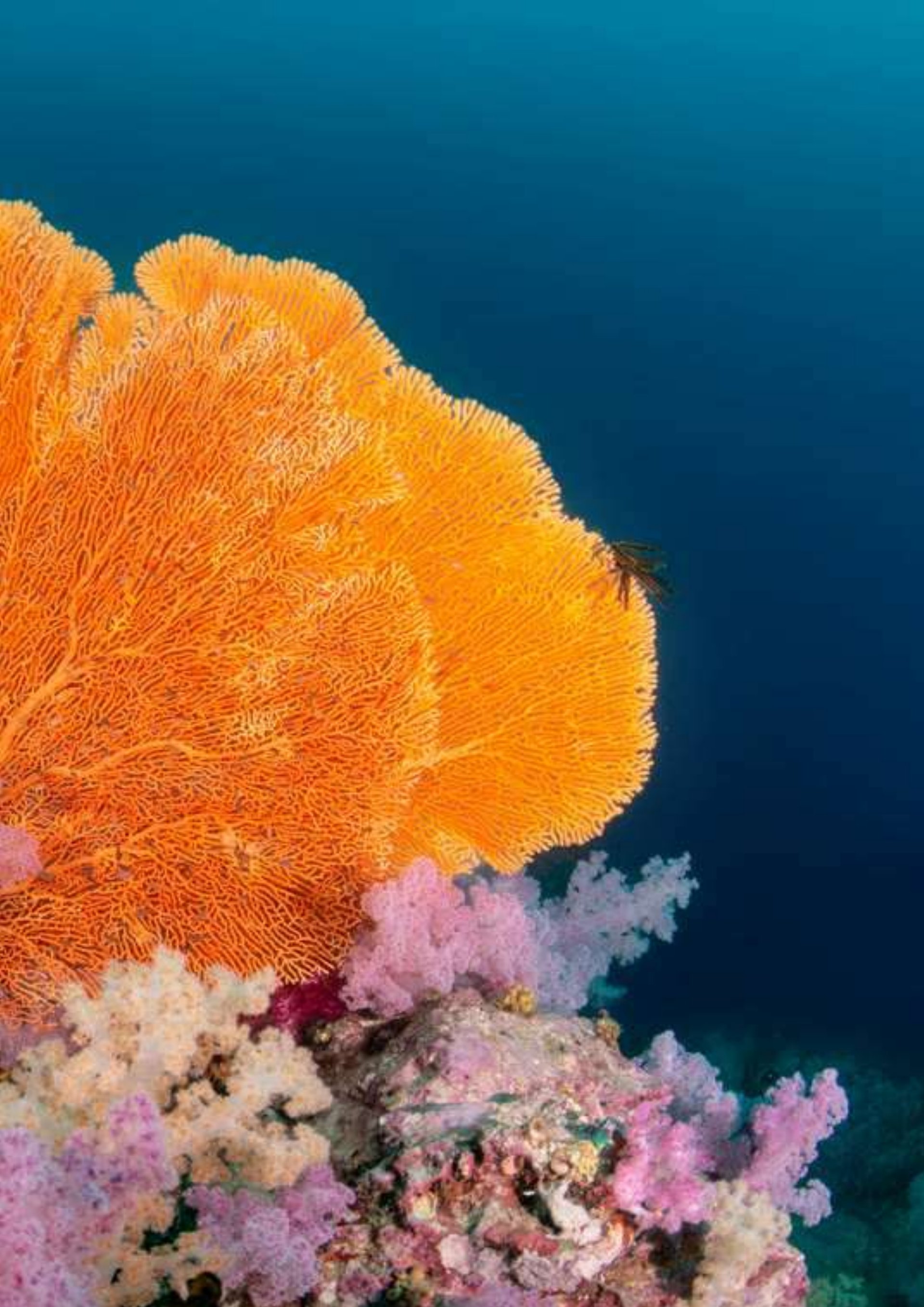 Orange fan coral on a Pacific reef