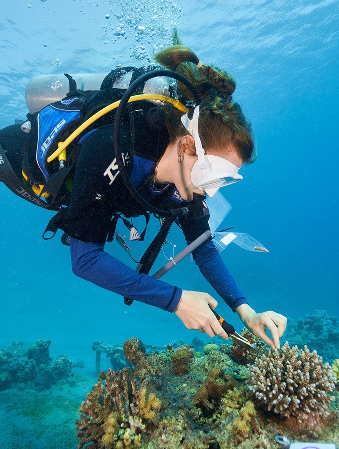 Diver collecting coral sample non-invasively